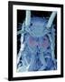 Coloured SEM of a Silverfish (order Thysanura)-Volker Steger-Framed Photographic Print