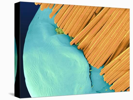 Coloured SEM of a Toothbrush Scrubbing a Tooth-Volker Steger-Stretched Canvas