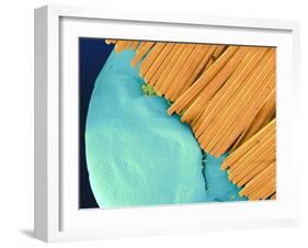 Coloured SEM of a Toothbrush Scrubbing a Tooth-Volker Steger-Framed Photographic Print