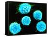 Coloured SEM of B-lymphocyte White Blood Cells-null-Framed Stretched Canvas