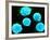 Coloured SEM of B-lymphocyte White Blood Cells-null-Framed Photographic Print