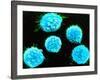 Coloured SEM of B-lymphocyte White Blood Cells-null-Framed Photographic Print