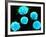 Coloured SEM of B-lymphocyte White Blood Cells-null-Framed Photographic Print