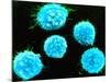 Coloured SEM of B-lymphocyte White Blood Cells-null-Mounted Photographic Print