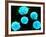 Coloured SEM of B-lymphocyte White Blood Cells-null-Framed Photographic Print