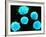 Coloured SEM of B-lymphocyte White Blood Cells-null-Framed Photographic Print