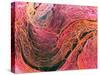 Coloured SEM of Collagen Connective Tissue Fibres-Steve Gschmeissner-Stretched Canvas
