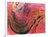 Coloured SEM of Collagen Connective Tissue Fibres-Steve Gschmeissner-Framed Photographic Print