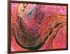 Coloured SEM of Collagen Connective Tissue Fibres-Steve Gschmeissner-Framed Photographic Print