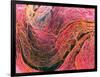 Coloured SEM of Collagen Connective Tissue Fibres-Steve Gschmeissner-Framed Photographic Print