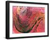 Coloured SEM of Collagen Connective Tissue Fibres-Steve Gschmeissner-Framed Photographic Print