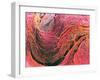 Coloured SEM of Collagen Connective Tissue Fibres-Steve Gschmeissner-Framed Photographic Print