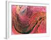 Coloured SEM of Collagen Connective Tissue Fibres-Steve Gschmeissner-Framed Photographic Print