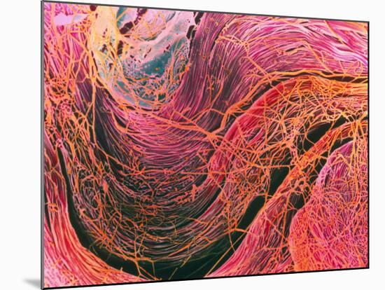 Coloured SEM of Collagen Connective Tissue Fibres-Steve Gschmeissner-Mounted Photographic Print