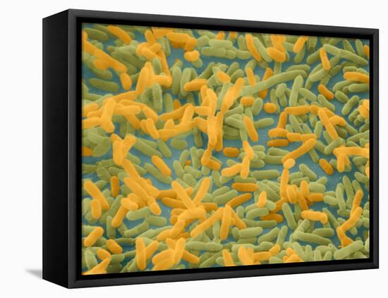 Coloured SEM of Escherichia Coli Bacteria-NIBSC-Framed Stretched Canvas