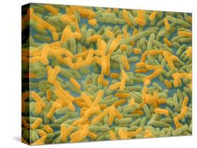 Coloured SEM of Escherichia Coli Bacteria-NIBSC-Stretched Canvas