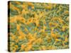 Coloured SEM of Escherichia Coli Bacteria-NIBSC-Stretched Canvas