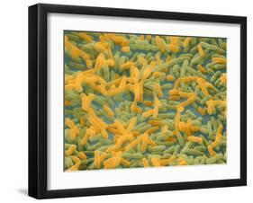 Coloured SEM of Escherichia Coli Bacteria-NIBSC-Framed Premium Photographic Print
