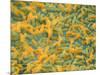 Coloured SEM of Escherichia Coli Bacteria-NIBSC-Mounted Photographic Print