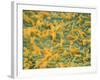 Coloured SEM of Escherichia Coli Bacteria-NIBSC-Framed Photographic Print