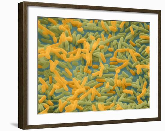 Coloured SEM of Escherichia Coli Bacteria-NIBSC-Framed Photographic Print