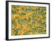 Coloured SEM of Escherichia Coli Bacteria-NIBSC-Framed Photographic Print