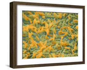 Coloured SEM of Escherichia Coli Bacteria-NIBSC-Framed Photographic Print