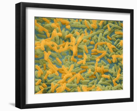 Coloured SEM of Escherichia Coli Bacteria-NIBSC-Framed Photographic Print