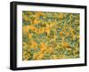 Coloured SEM of Escherichia Coli Bacteria-NIBSC-Framed Photographic Print