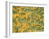 Coloured SEM of Escherichia Coli Bacteria-NIBSC-Framed Photographic Print