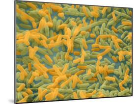 Coloured SEM of Escherichia Coli Bacteria-NIBSC-Mounted Photographic Print