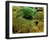 Coloured SEM of Podocytes In the Human Kidney-Steve Gschmeissner-Framed Photographic Print