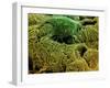 Coloured SEM of Podocytes In the Human Kidney-Steve Gschmeissner-Framed Photographic Print