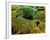 Coloured SEM of Podocytes In the Human Kidney-Steve Gschmeissner-Framed Photographic Print