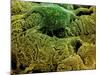 Coloured SEM of Podocytes In the Human Kidney-Steve Gschmeissner-Mounted Photographic Print