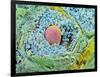 Coloured SEM of Secondary Follicles In the Ovary-null-Framed Photographic Print