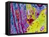 Coloured TEM of a Nerve Synapse-S. Cinti-Framed Stretched Canvas