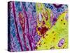 Coloured TEM of a Nerve Synapse-S. Cinti-Stretched Canvas