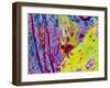 Coloured TEM of a Nerve Synapse-S. Cinti-Framed Photographic Print