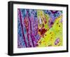 Coloured TEM of a Nerve Synapse-S. Cinti-Framed Photographic Print