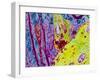 Coloured TEM of a Nerve Synapse-S. Cinti-Framed Photographic Print