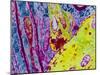 Coloured TEM of a Nerve Synapse-S. Cinti-Mounted Photographic Print