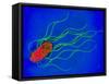 Coloured TEM of a Salmonella Bacterium-Dr. Linda Stannard-Framed Stretched Canvas