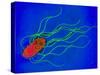 Coloured TEM of a Salmonella Bacterium-Dr. Linda Stannard-Stretched Canvas