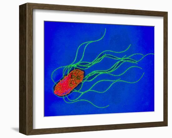 Coloured TEM of a Salmonella Bacterium-Dr. Linda Stannard-Framed Photographic Print