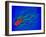 Coloured TEM of a Salmonella Bacterium-Dr. Linda Stannard-Framed Photographic Print