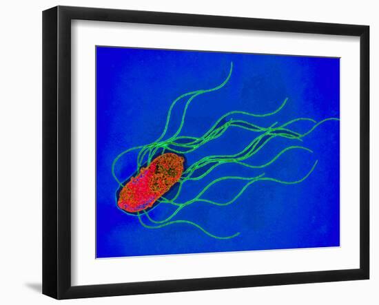 Coloured TEM of a Salmonella Bacterium-Dr. Linda Stannard-Framed Photographic Print
