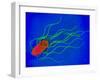 Coloured TEM of a Salmonella Bacterium-Dr. Linda Stannard-Framed Photographic Print
