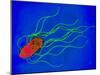 Coloured TEM of a Salmonella Bacterium-Dr. Linda Stannard-Mounted Photographic Print