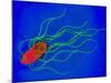 Coloured TEM of a Salmonella Bacterium-Dr. Linda Stannard-Mounted Photographic Print